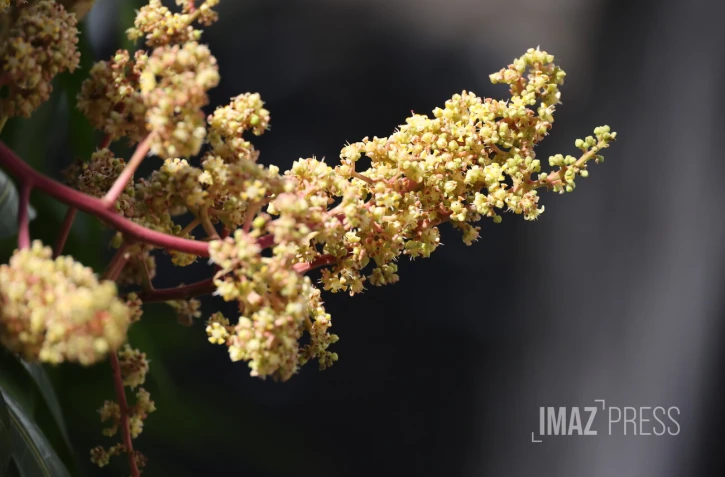 fleurs de manguiers