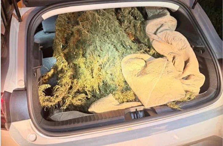 Saint-Leu : plusieurs pieds de cannabis découverts à bord d'un véhicule