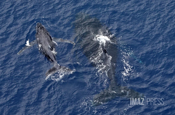 baleines septembre 2023