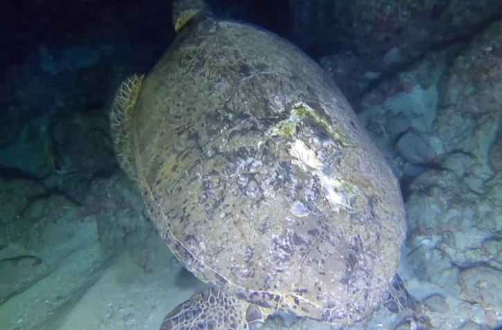 Kélonia : la tortue verte baptisée Lulu a survécu à sa blessure