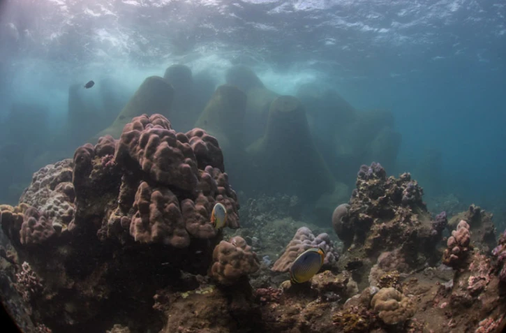 Récif des Lataniers