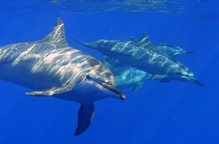 dauphins approche des cétacés