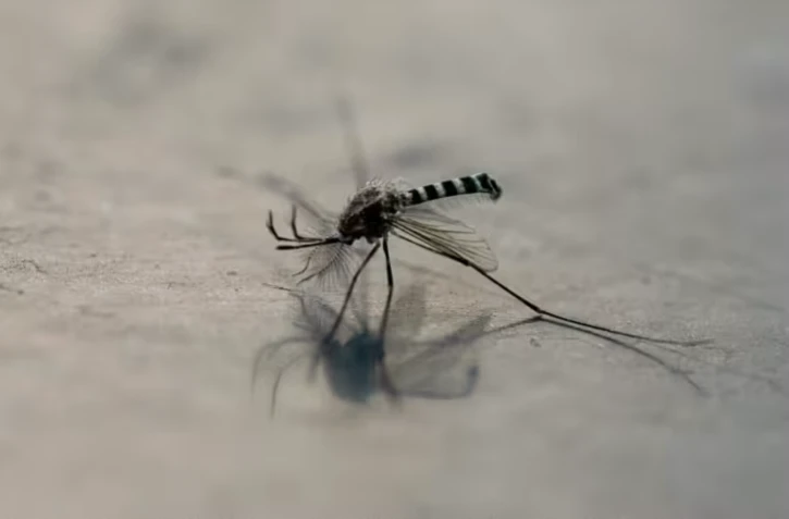 Un moustique Aedes aegypti à Mexico, le 2 décembre 2024 ( AFP / Yuri CORTEZ )
