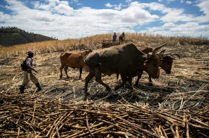 Des ouvriers récoltent de la canne à sucre dans une plantation près d'El Seibo, dans l'est de la République dominicaine, le 27 mars 2023
