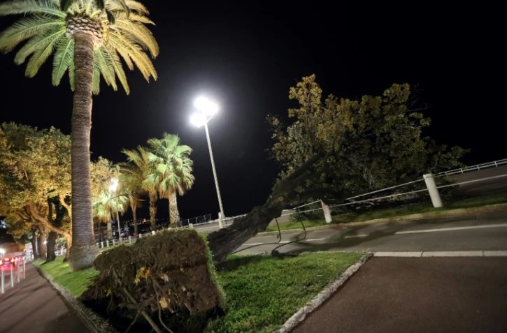 Un arbre arraché sur la Promenade des Anglais à Nice, dans le sud de la France,  lors du passage de la tempête Eleanor, le 3 janvier 2018