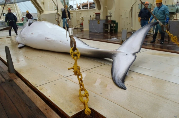 Une baleine sur le pont d'un bateau japonais de recherches, le 18 novembre 2014 dans l'Antarctique