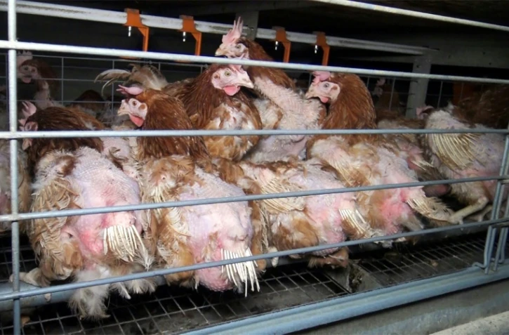 Un élevage de volailles en batterie de Vendée dénoncé par L214 en avril 2017 en raison des conditions de vie infligées aux animaux