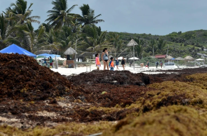 La plage de Tulum envahie par les sargasses, le 16 mai 2019 au Mexique