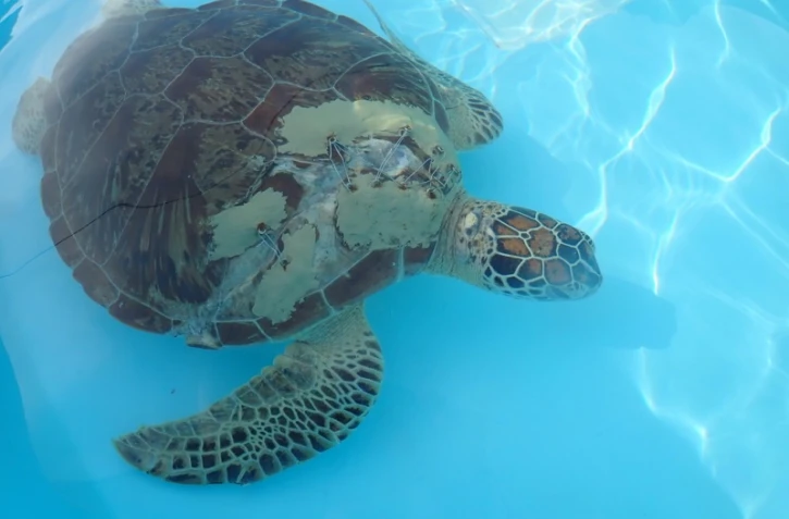 tortue blessée Kélonia