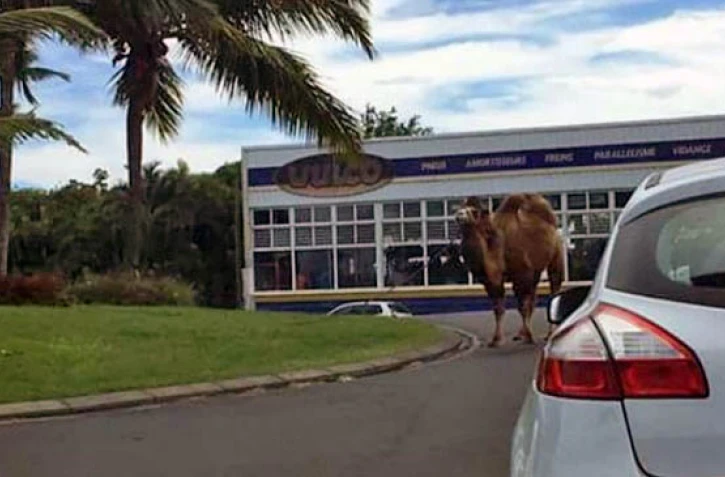 Dromadaire sur un rond point Saint-Pierre 