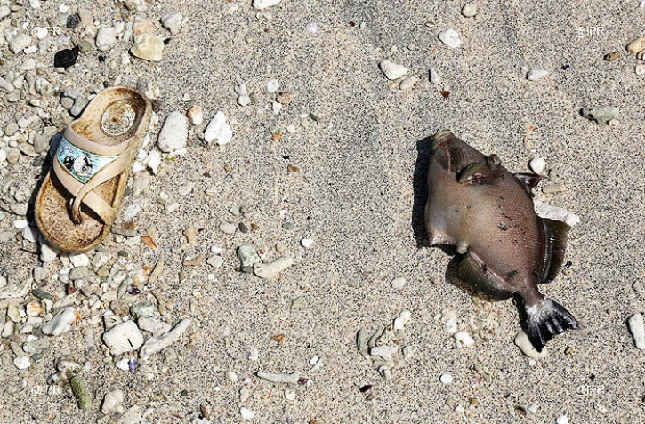 Poisson mort