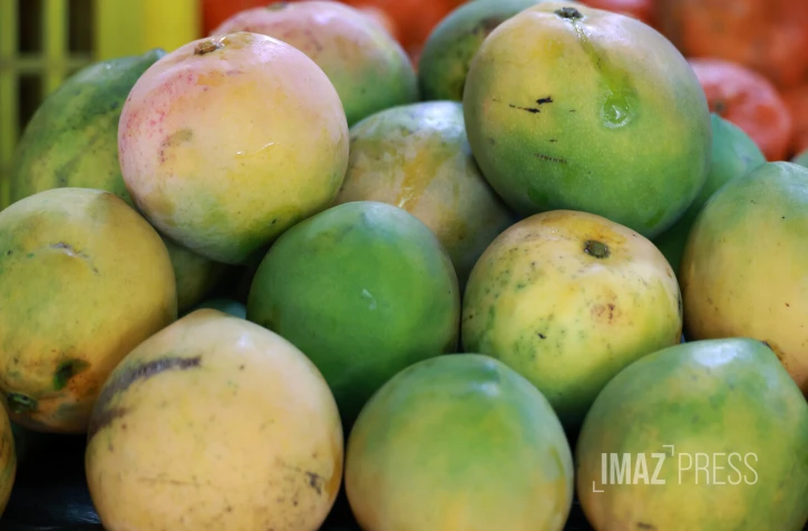 mangue josé