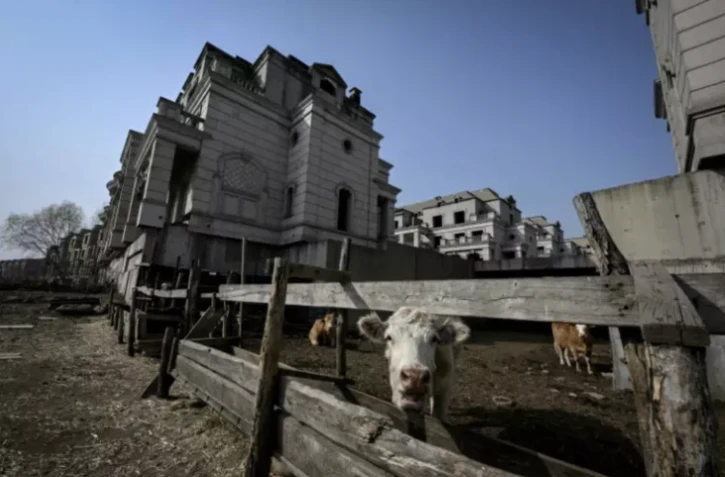 Des vaches au milieu d'un chantier inachevé de villas de luxe, dans la banlieue de Shenyang, le 31 mars 2023 dans le nord-est de la Chine ( AFP / Jade GAO )