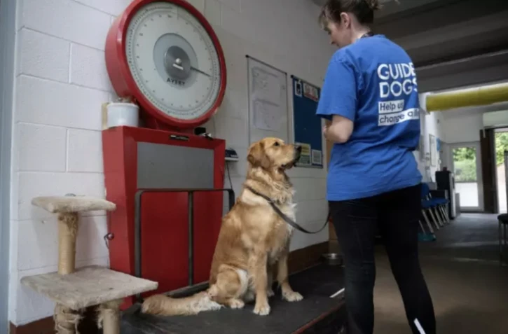 Sarah Cooper, technicienne de chiens, pèse un chien-guide dans un centre de l'Association des chiens-guides pour les aveugles à Leamington Spa, dans le centre de l'Angleterre, le 16 juin 2023 ( AFP / OLI SCARFF )