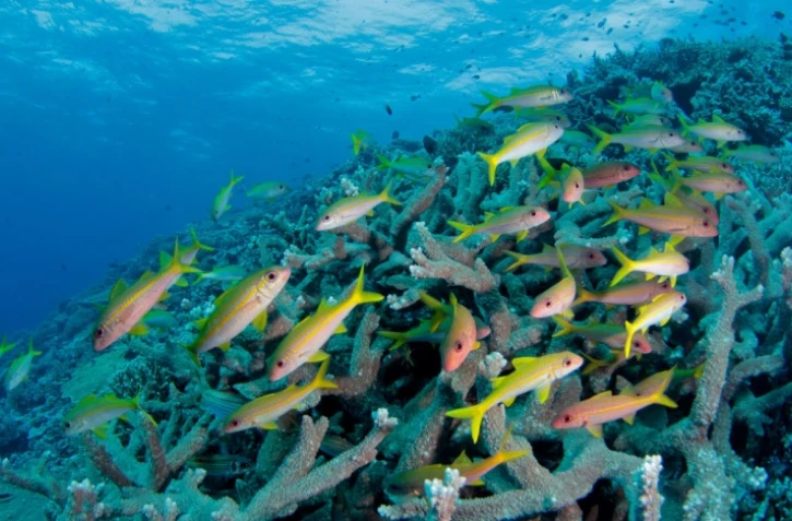 Récifs coralliens