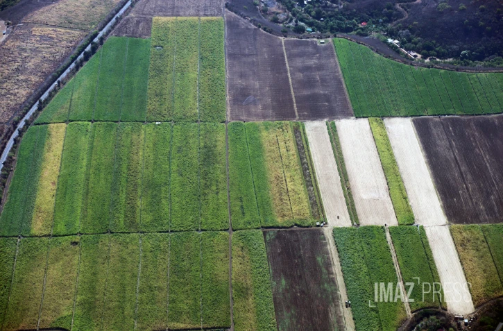 champ agriculture 
