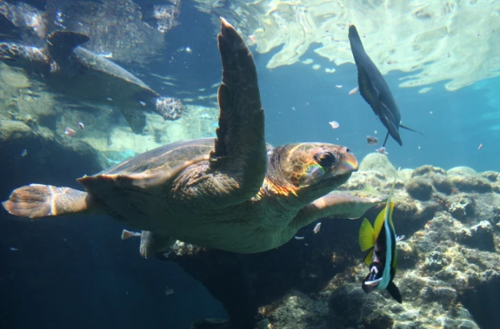Déjà un an de suivi par balise pour la tortue Tina