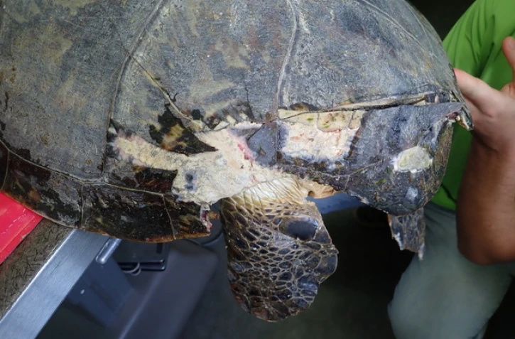  Deux nouvelles tortues victimes d'un choc avec un bateau 