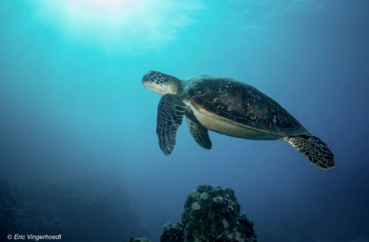 Une conférence à Kélonia sur la population de tortues marines