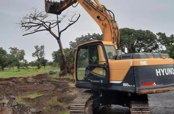  La ville du port déracine ses arbres, pour les planter ailleurs 