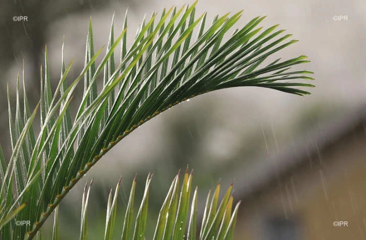 pluie