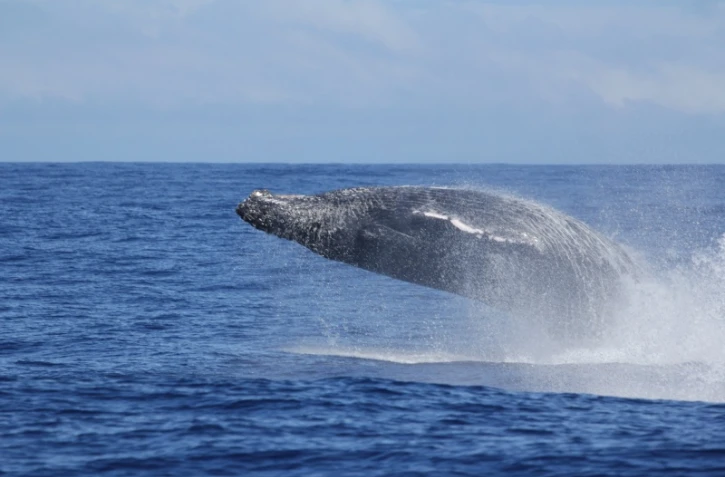 Sauts de baleines photographiés par Globice