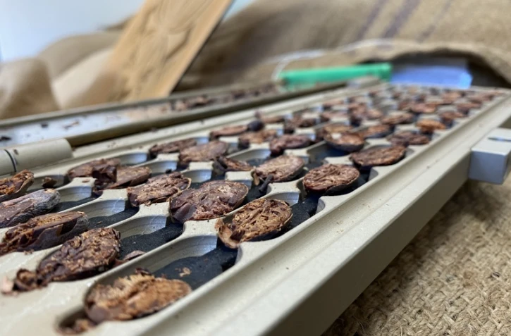 chocolat cabosses ailées 