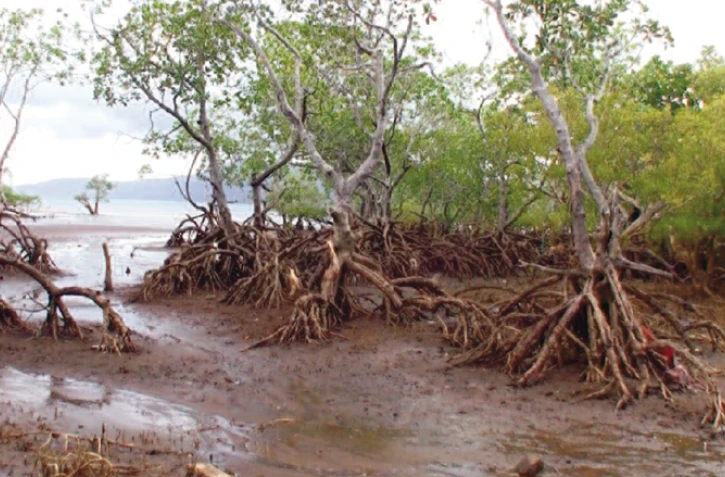 Mangrove Mayotte