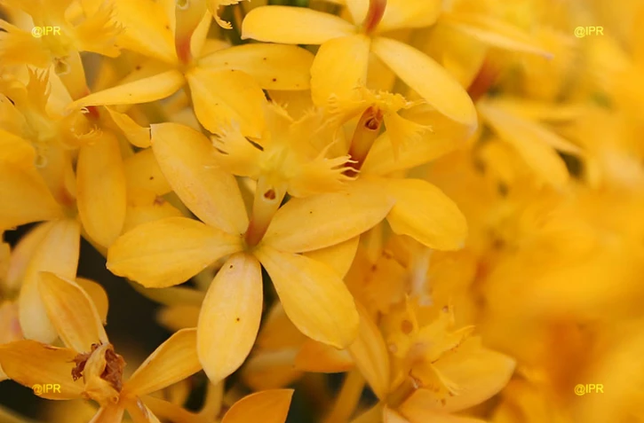 salon Flore et halle