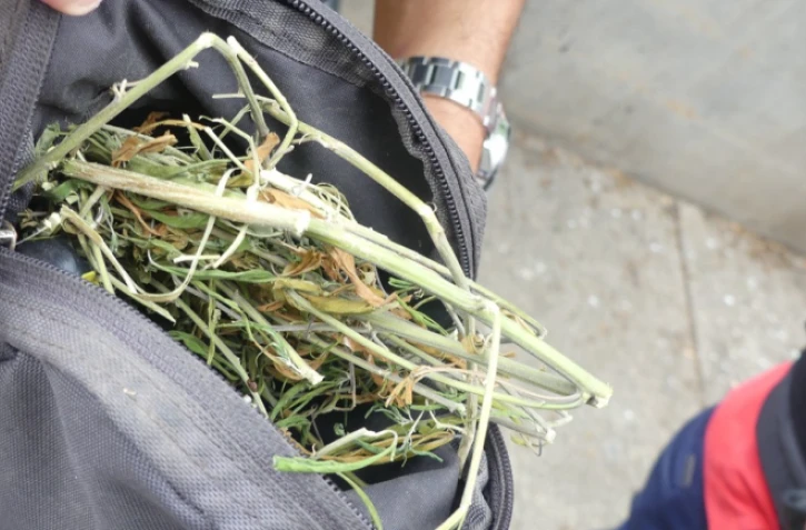 Le Port : du zamal et de l'ecstasy saisis dans le quartier Titan