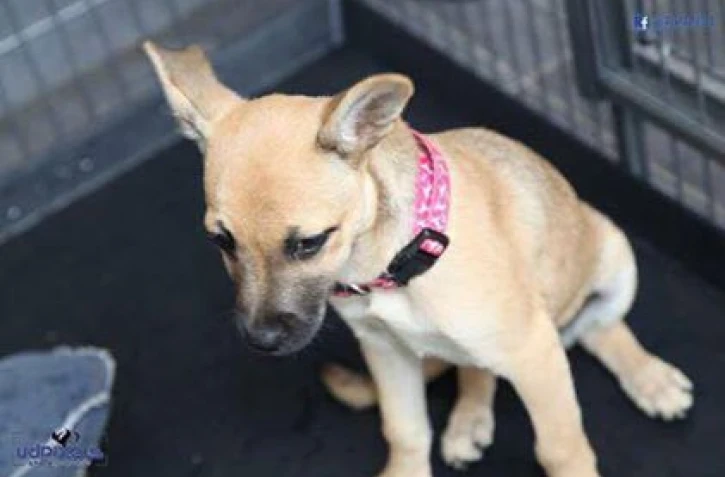 Chiens Ă l\'adoption - RPA