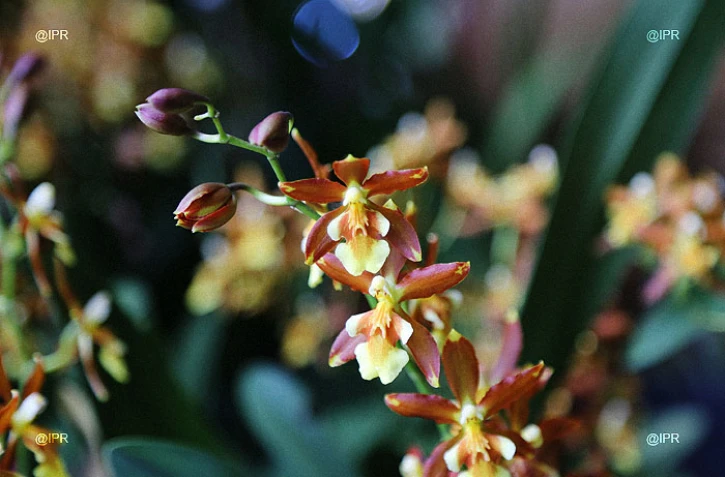 salon Flore et halle