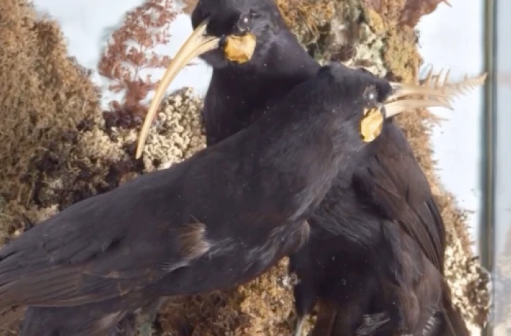 Nouvelle-Zélande : la plume la plus chère du monde vendue aux enchères pour plus de 28.000 dollars [?]