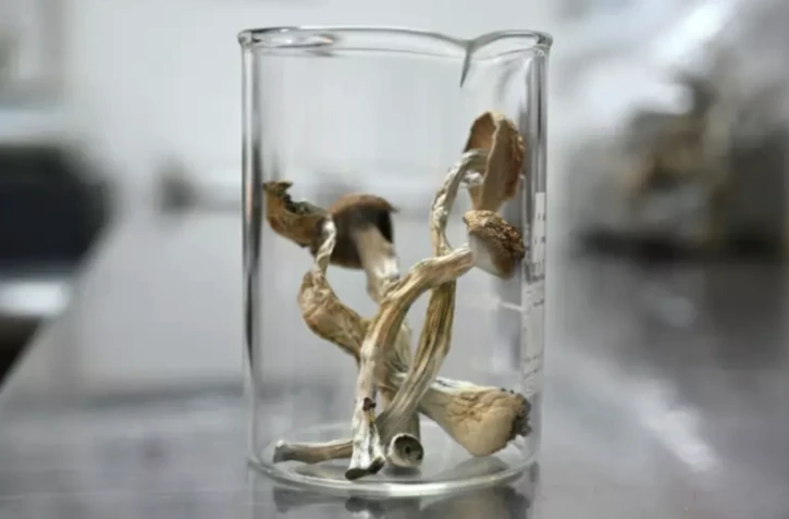 Un échantillon de "psilocybe cubsensis", un champignon hallucinogène dont l'usage est désormais légal en Oregon, le 10 mai 2023 dans un laboratoire de Portland ( AFP / Robyn Beck )