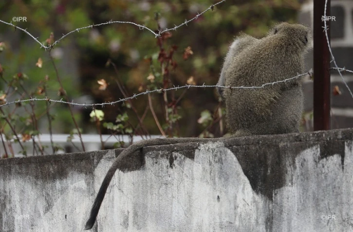 Ils tentent de capturer un singe, au Port