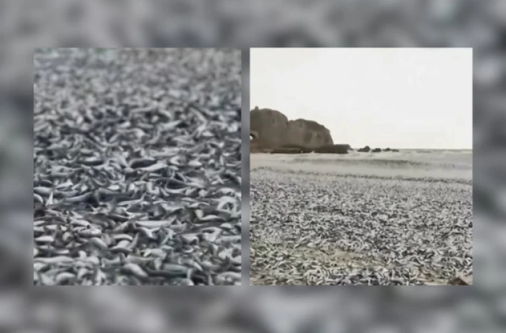 sardine et maquereaux au Japon