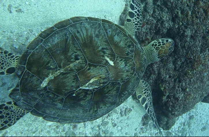 Premiere tortue photographié aux abords de Saint-Gilles