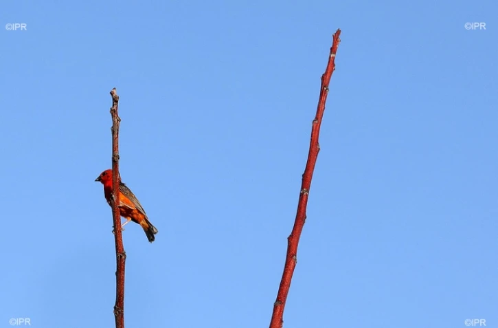 oiseau 