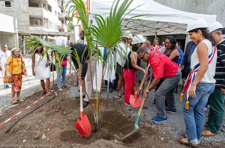 Arbre résidence SODIAC Moulin Joli La Possession