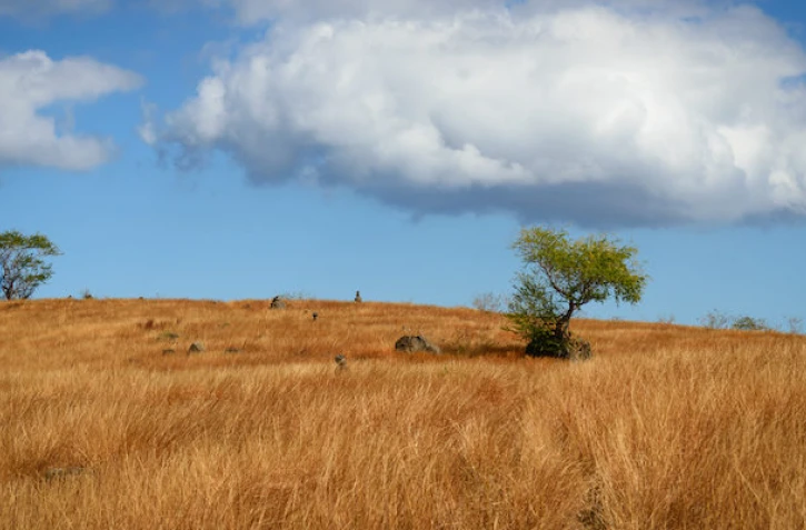 Saint-Paul : devenez un aventurier de la Savane
