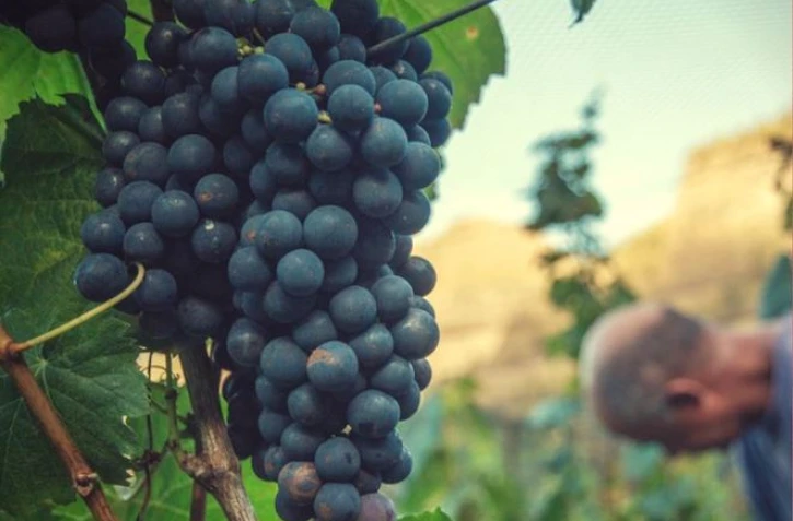 La fête de la vigne à Cilaos