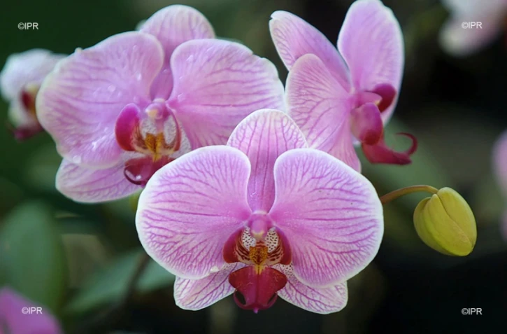 orchidées