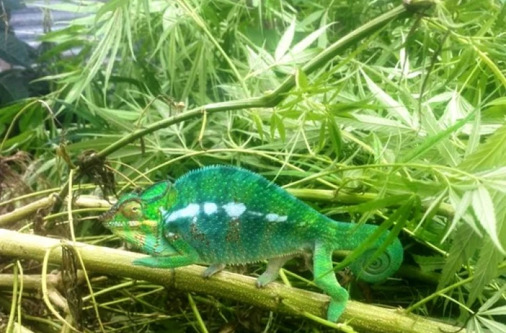 endormi dans du zamal