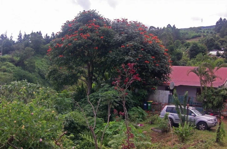 Tulipier du Gabon 