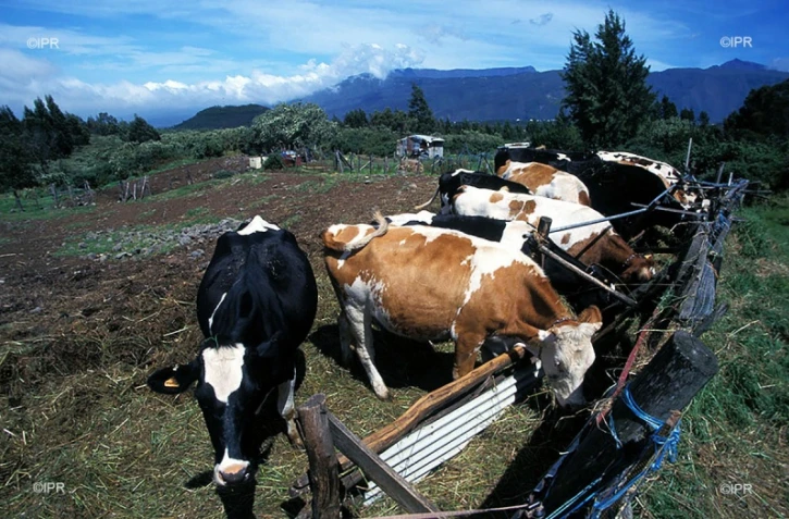 vaches