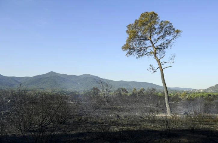 Zone parcourue par l'incendie, le 17 août 2021 près de Gonfaron, dans le Var