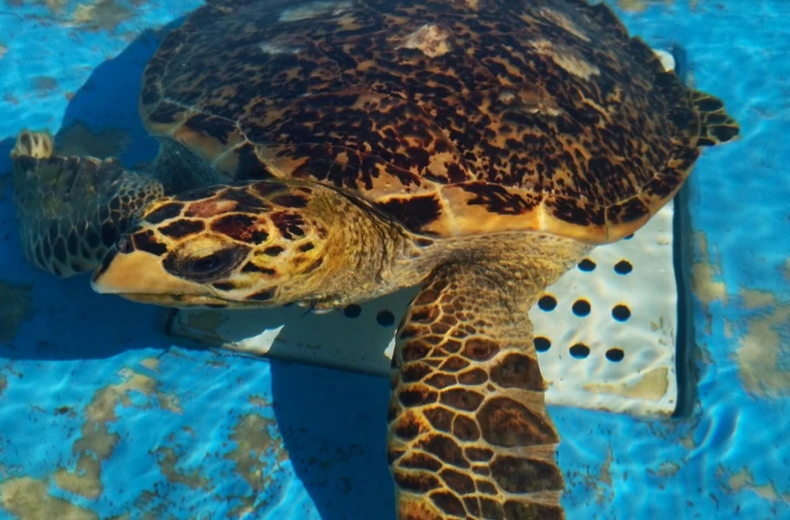Kelonia : la jeune tortue Chloé "va mieux"