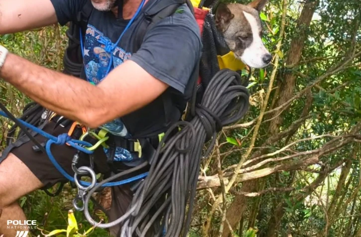 Saint-André : un chien secouru par la police sur la route de Salazie