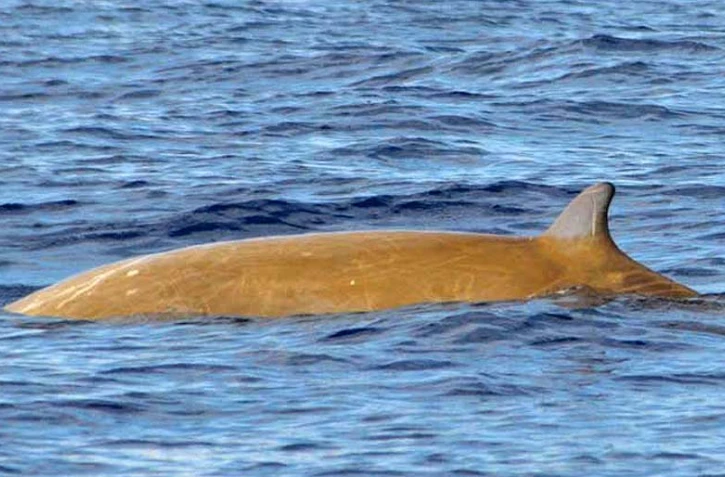 Une nouvelle espèce de cétacés recensée à La Réunion
