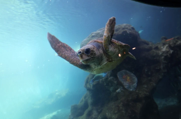 Tortues Kélonia